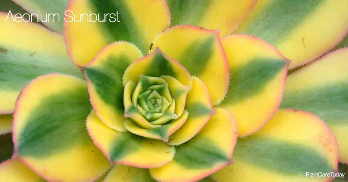 Attractive foliage of the Sunburst Aeonium