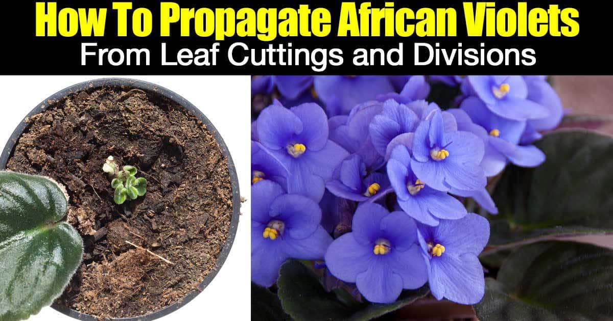 How To Propagate African Violets From Leaf Cuttings And Divisions 