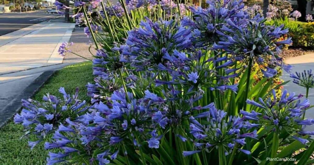 Agapanthus 'Galaxy Blue' - LILY OF THE NILE 'GALAXY BLUE