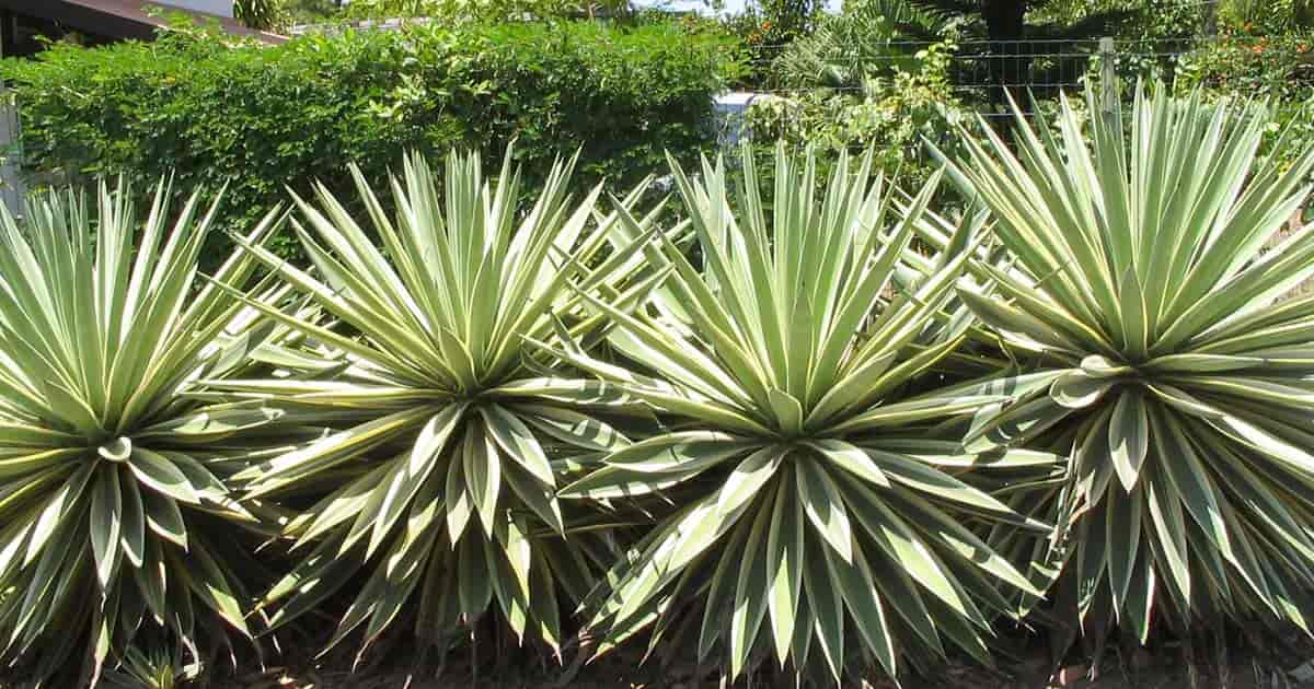 Agave Plants Growing, Care And Use In the Landscape and Indoors