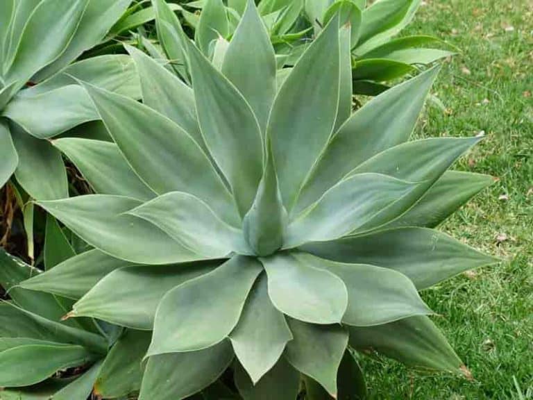 Types Of Agave Plants Varieties For Houseplant and Landscape Use Types Of Agave Plants Varieties For Houseplant and Landscape Use