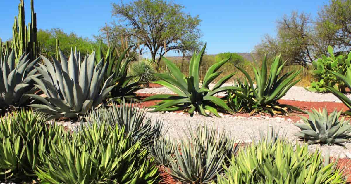 Plants That Look Like Agave - Nelf1994