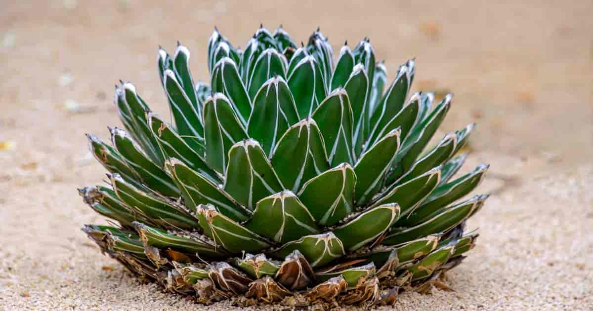 Queen Victoria Agave Century Plant vokser i landskapet