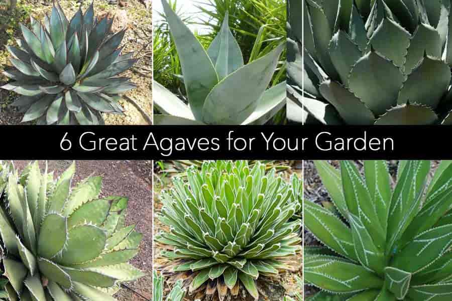 6 Agaves for the garden