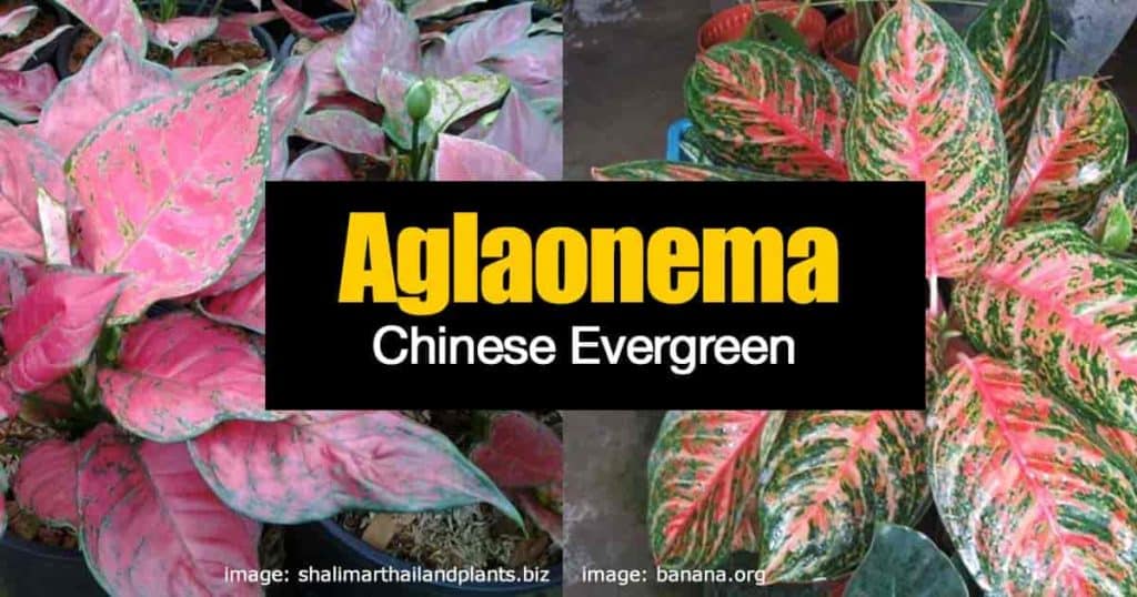 aglaonema new colorful varieties