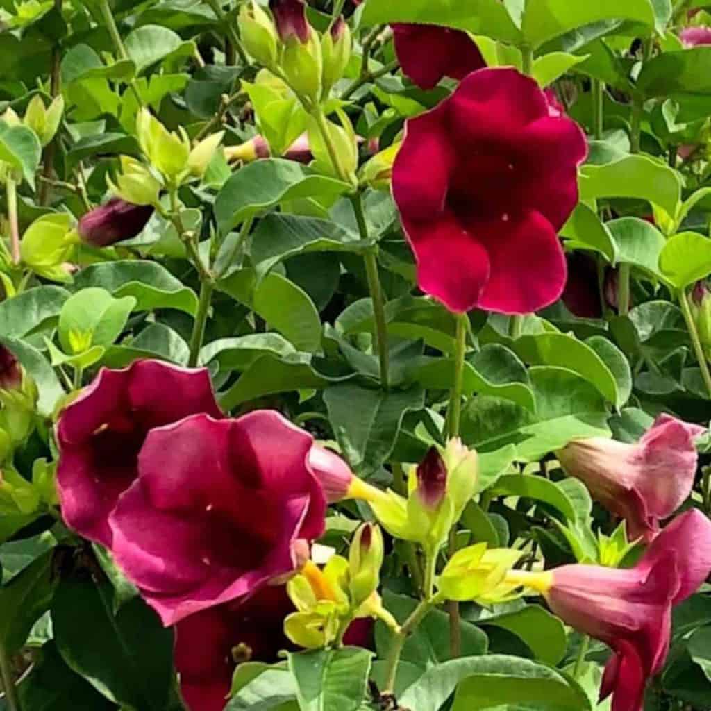 Allamanda Plant Care – A Bush Of Beauty