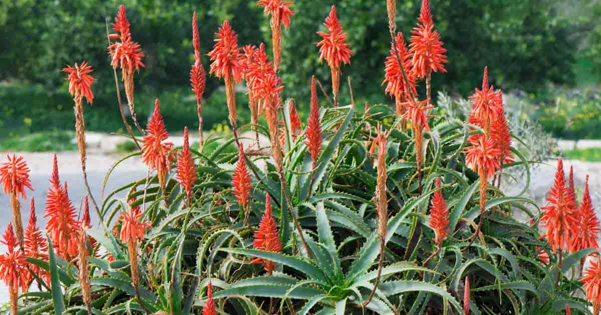 flowering Arborescens Aloe - Candelabra plant growing in full sun