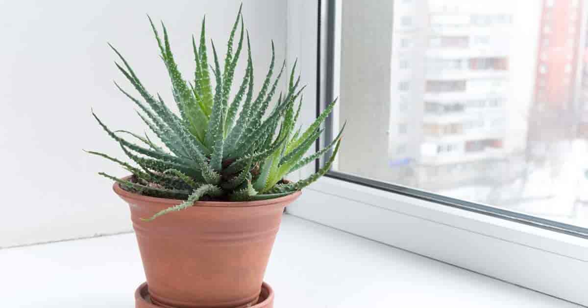 鉢植えのアロエaristataレースAloe by window reaching for full sun