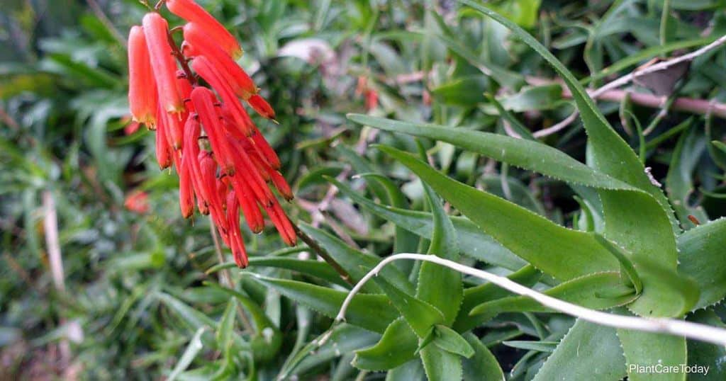 Floraciones del Aloiampelos Ciliaris (Aloe)