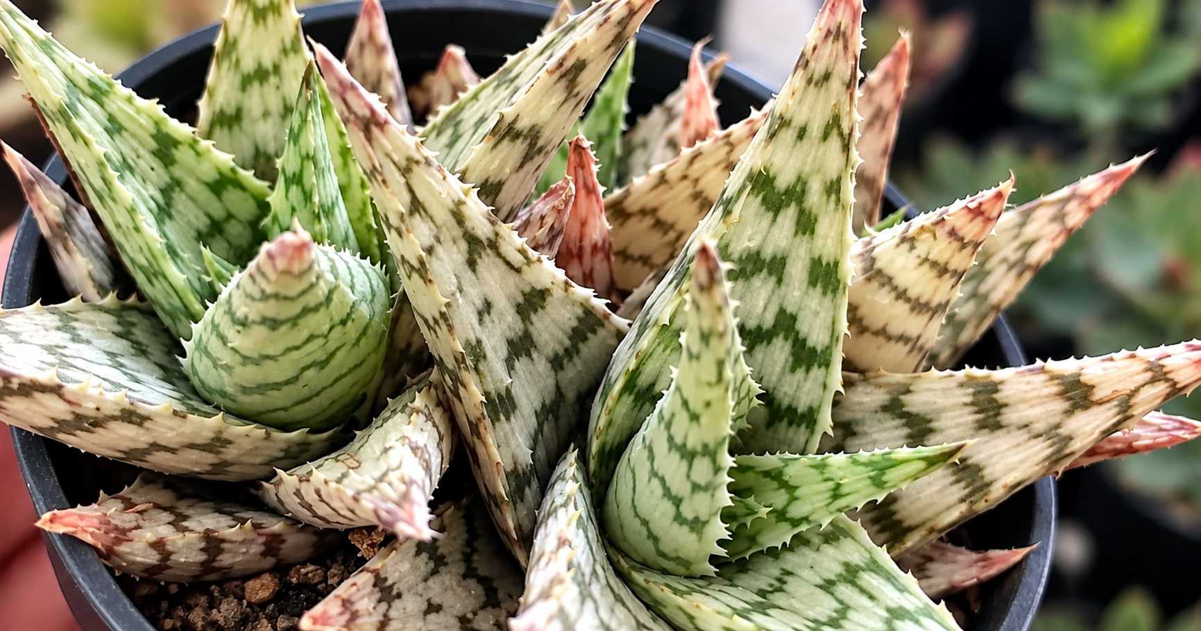 Close-up of a variegated succulent with green and cream patterned leaves and pink tips