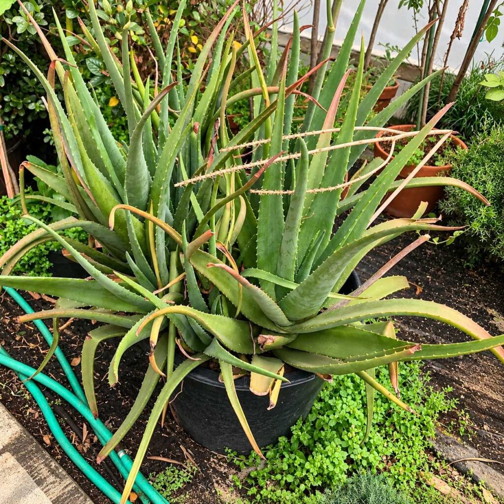 Large potted aloe plant with dense green leaves, dry tips and older yellowing foliage