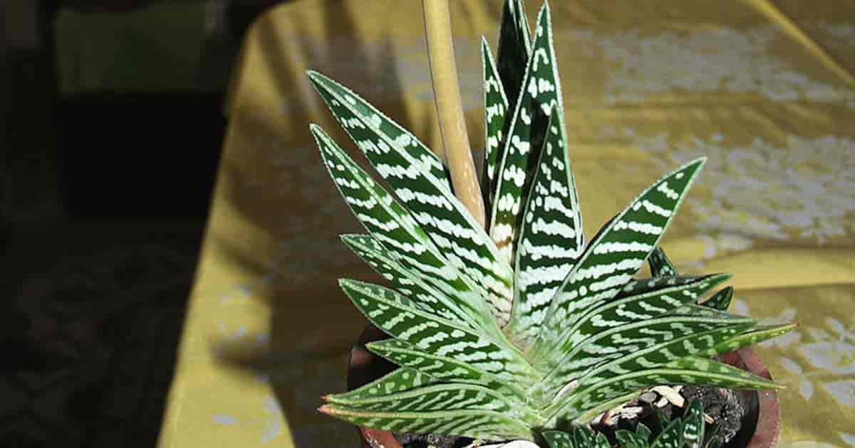 18 Different Types Of Aloe Plants With Pictures Reportwire 2043