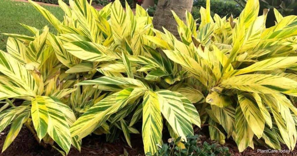 Alpinia Zerumbet Variegata Care: Growing Variegated Shell Ginger