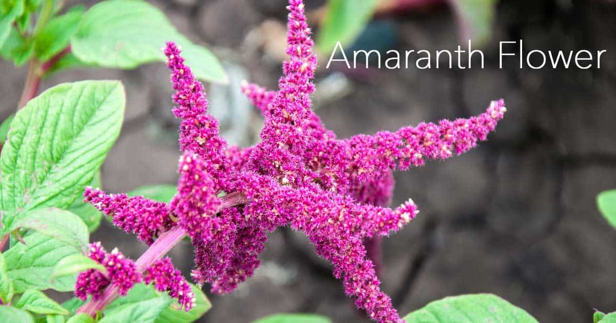 amaranth-flower-07312016