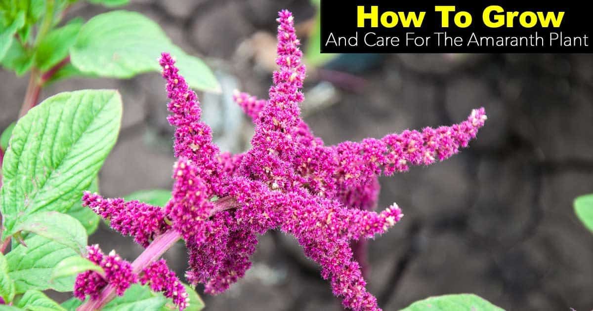 Amaranth Plant Care Tips On Growing The Amaranth Plant