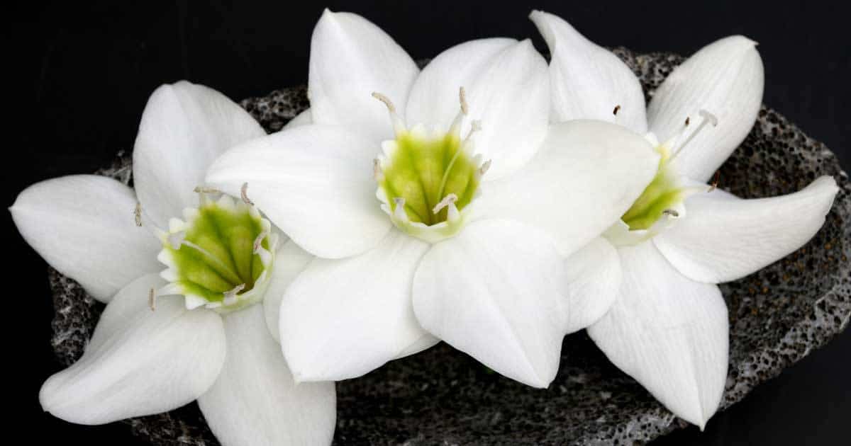 Amazon Lily Plant Learn Care Of The Easy To Grow Eucharis Lily