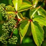 Invasive climbing - Porcelain Berry - Ampelopsis Brevipedunculata