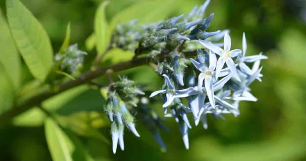 Flowering Blue Star plant (Amsonia)