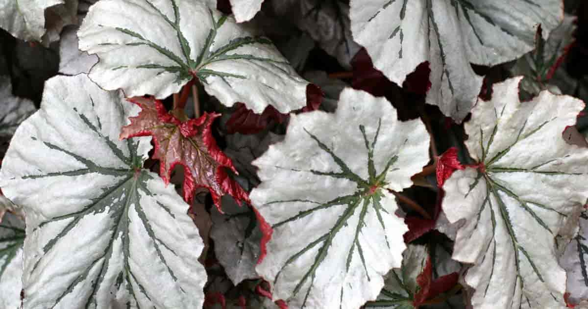 Angel Wing Begonia Tips On Growing The the Colorful Hanging Be Plant