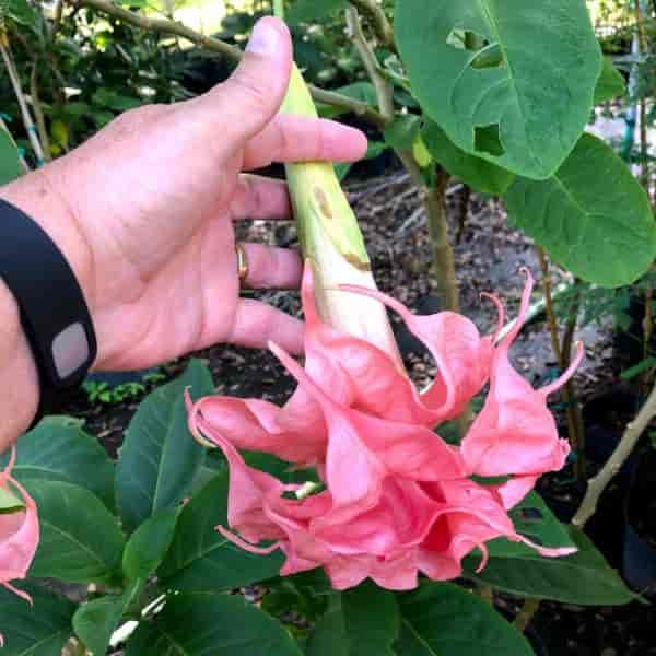 Is angel trumpet poisonous to sale dogs