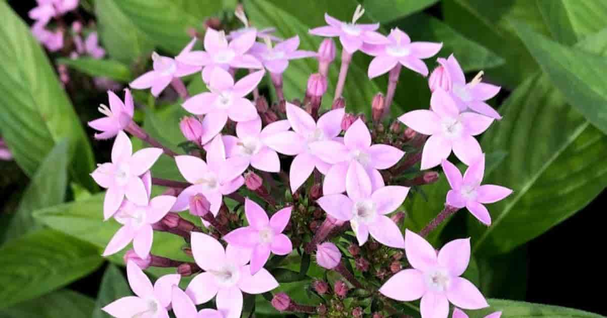Pentas Bloom great for attracting butterflies