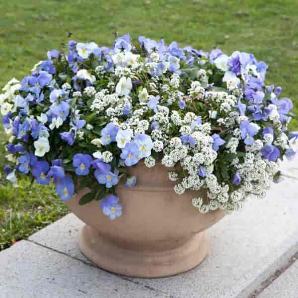 duftende Sweet Alyssum plantet med stemorsblomst