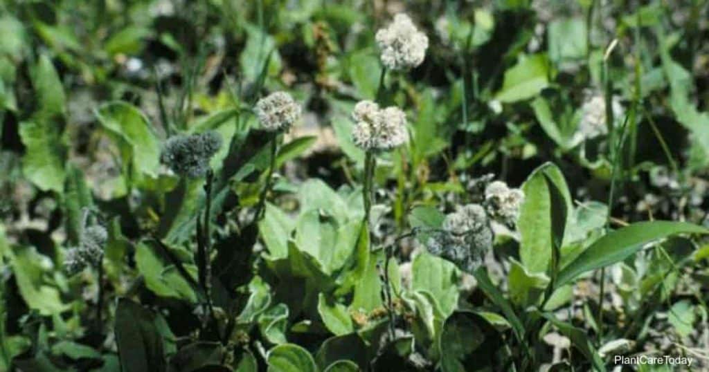 Flowering Antennaria Plantaginifolia (Pussytoes)