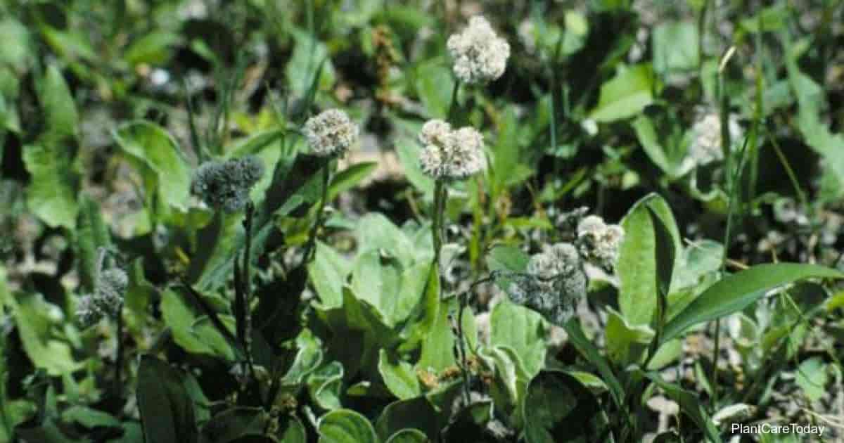 Flowering Antennaria Plantaginifolia (Pussytoes)
