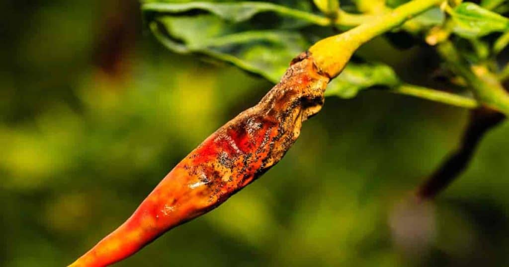 Anthracnose fungal disease on chili pepper