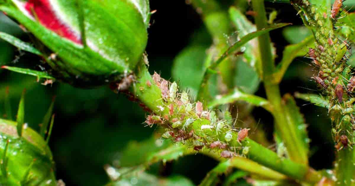 Aphids On Roses How To Get Lived Of Aphids Attacking Rose Bushes A V   Aphids Roses 1200 630 FB 12312018 Min 