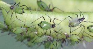 Aphids on Succulents: What To Look For and How To Control Them