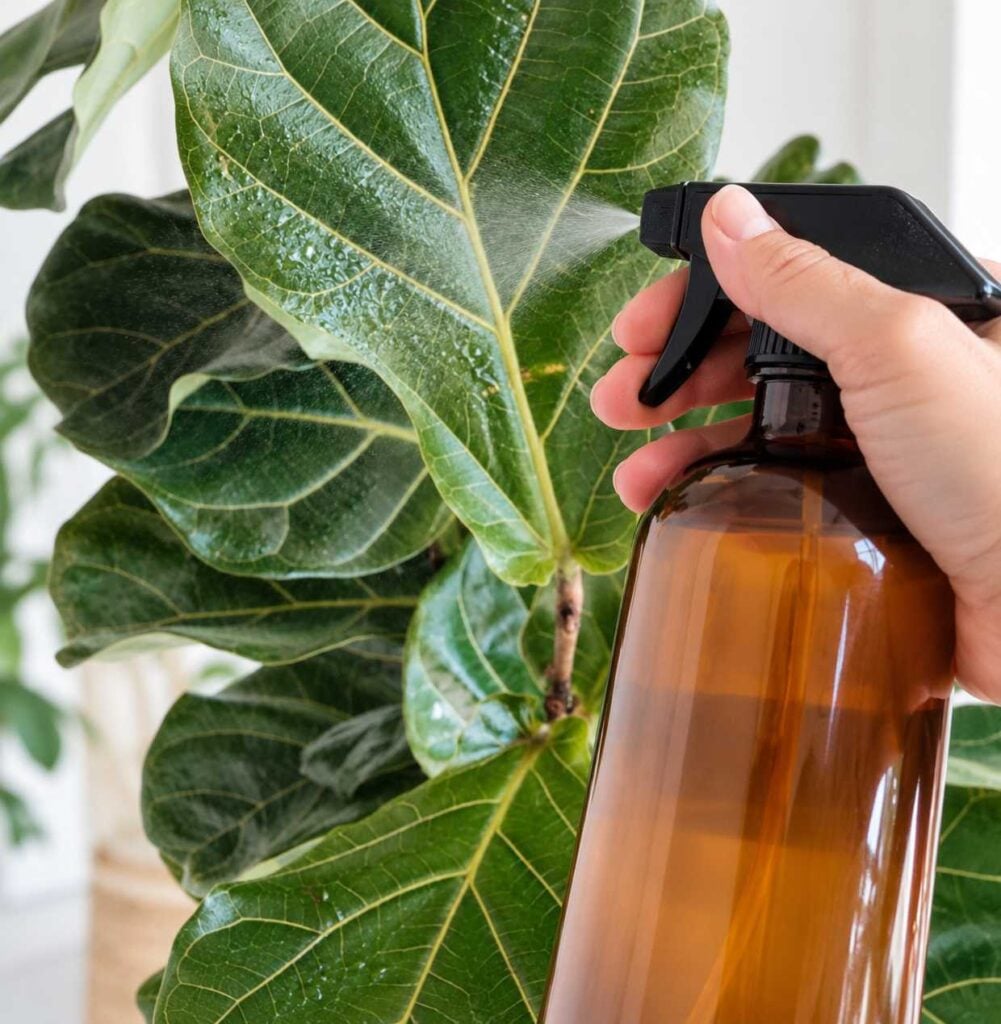 Applying neem oil spray to the large green leaves of a fiddle leaf fig indoors.
