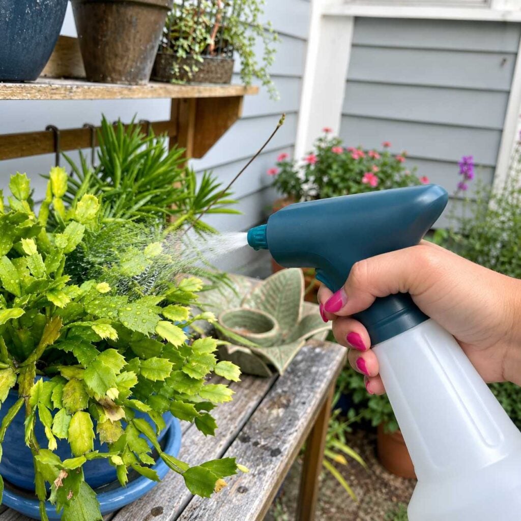 Applying neem oil spray to a green potted plant on an outdoor garden bench surrounded by flowering plants.