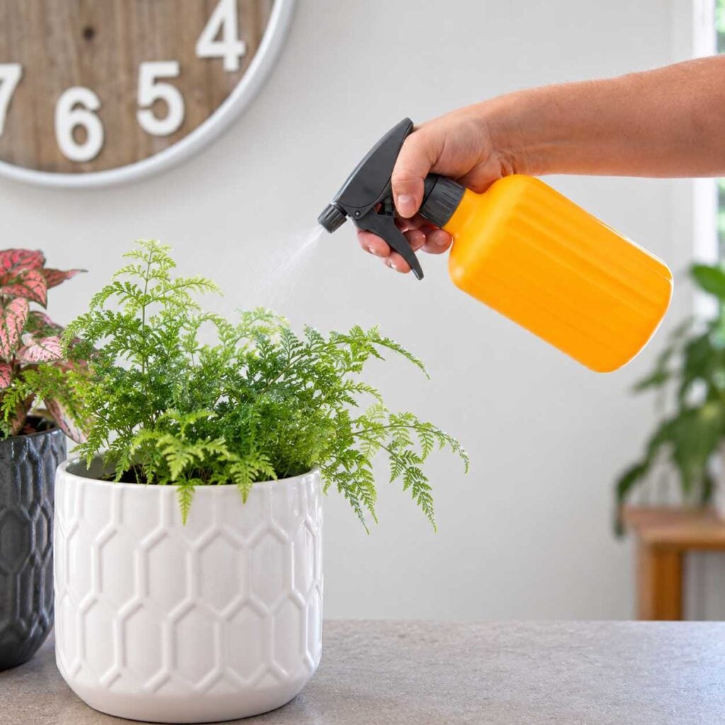 Applying neem oil spray to a lush green fern growing in a white ceramic pot indoors.