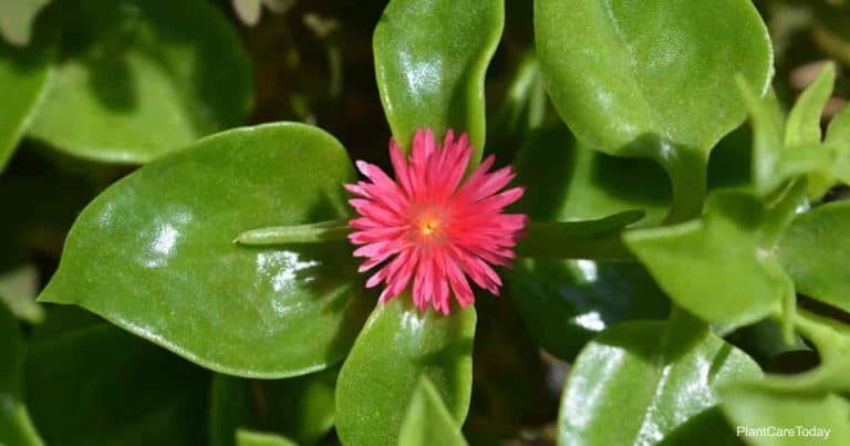 Fleur Aptenia Cordifolia : Planter & cultiver