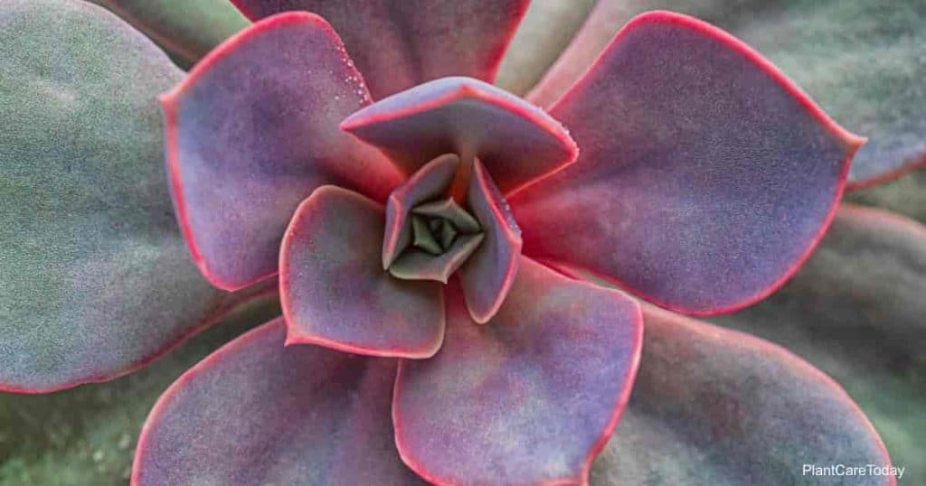 Succulent Echeveria not poisonous to dogs