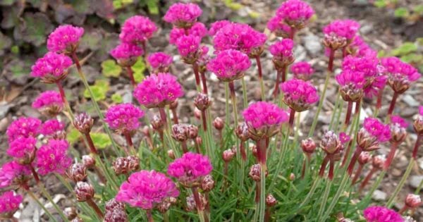 Roze bloemen van de bloeiende Zeedriftplanten (Armeria Maritima)