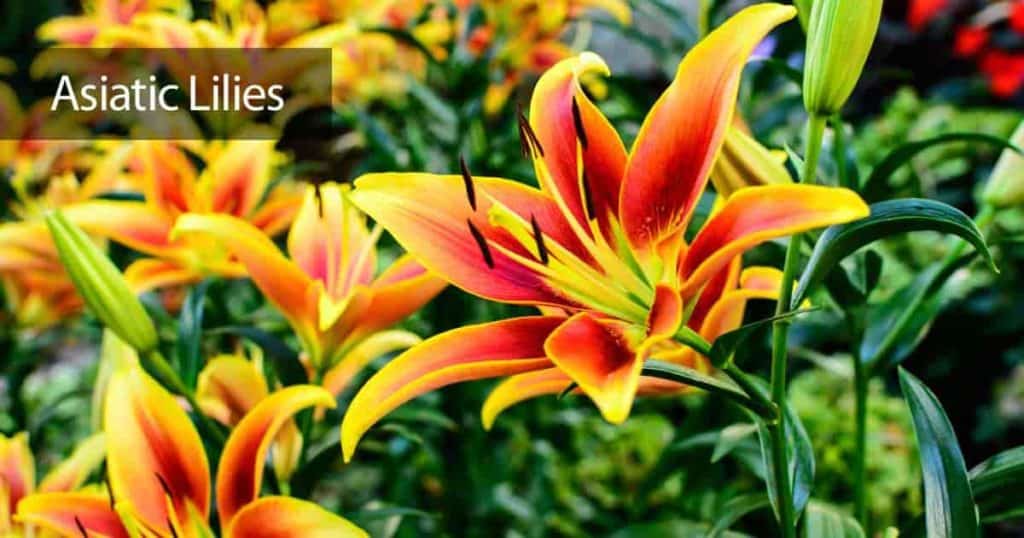 Colorful Asiatic lily flowers