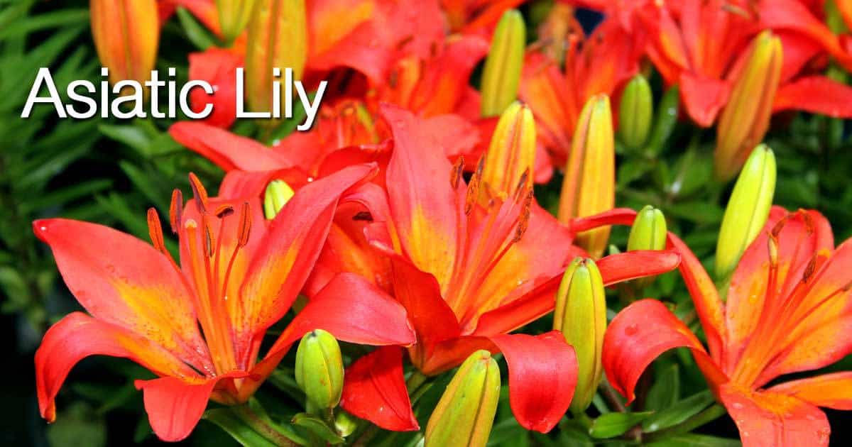 orange Asiatic lilies in flower