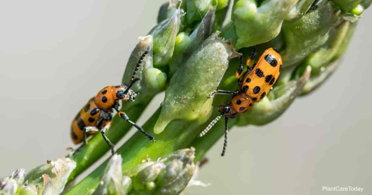 Asparagus Beetle Identifiying Damages Control [GUIDE]