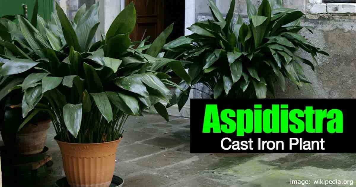 aspidistra cast iron 01312016 min 1200x630