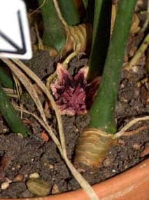 fleur d'aspidistra elatior au niveau du sol