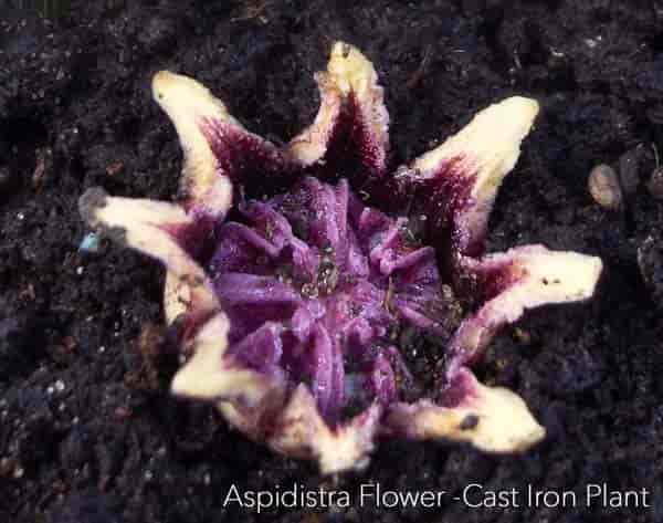 Fleur de plante en fonte - Aspidistra elatior