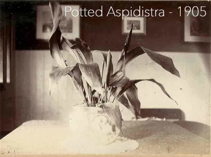 aspidistra en maceta en 1905