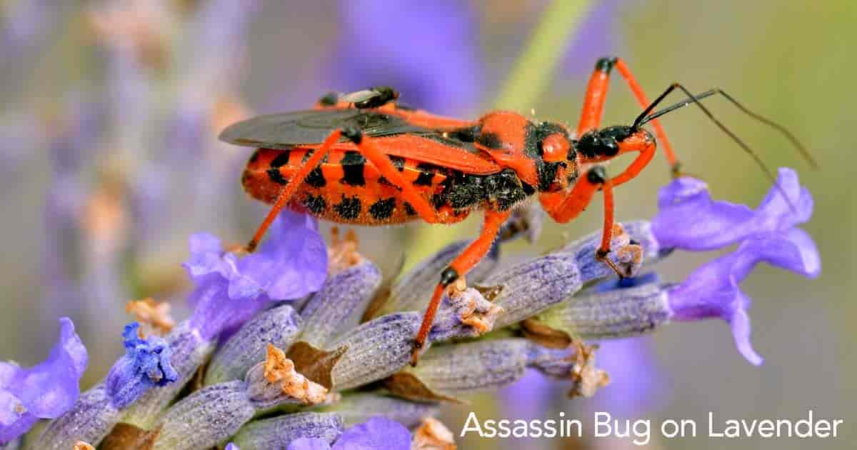 assassin bug on bloom of Lavender plant