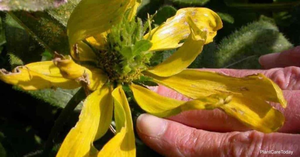 Leaves with Aster yellow virus