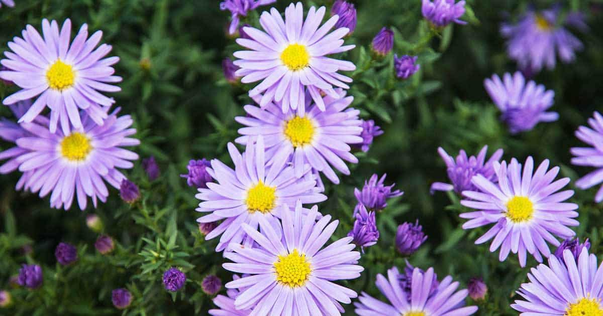 9 Best Summer Flowers