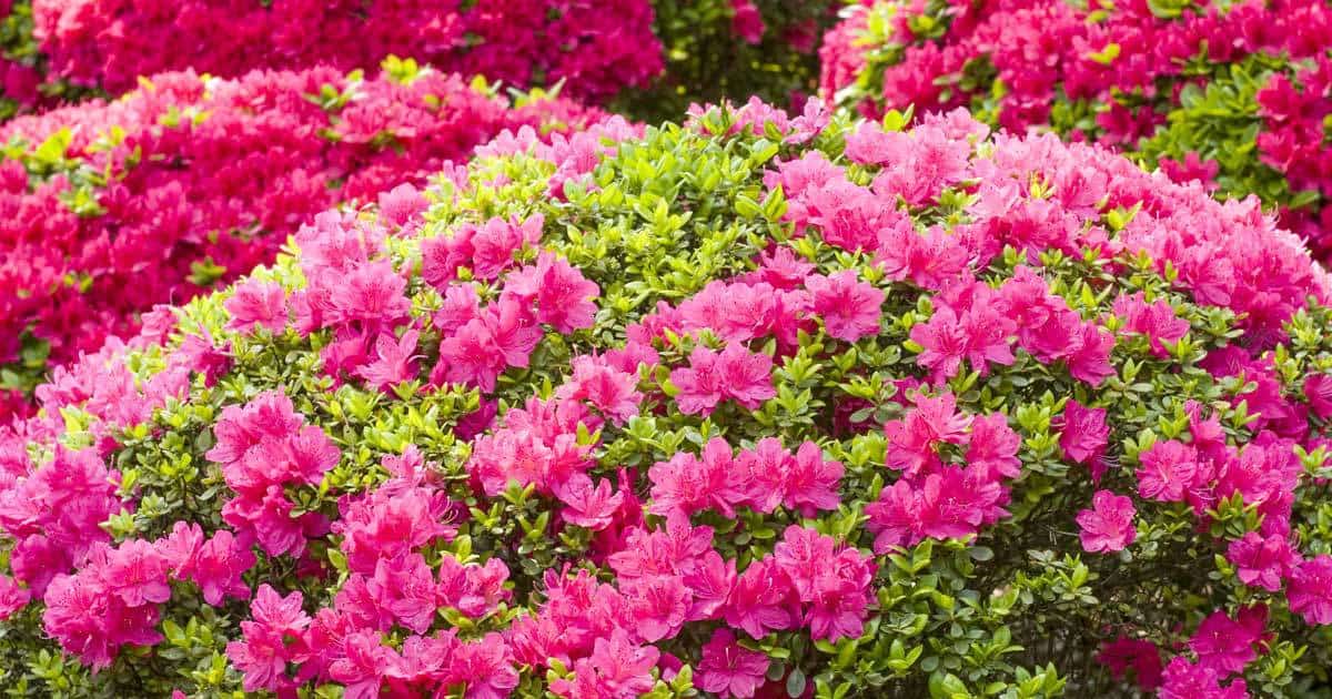 Growing The Plant: How To Care For The Azalea Flower