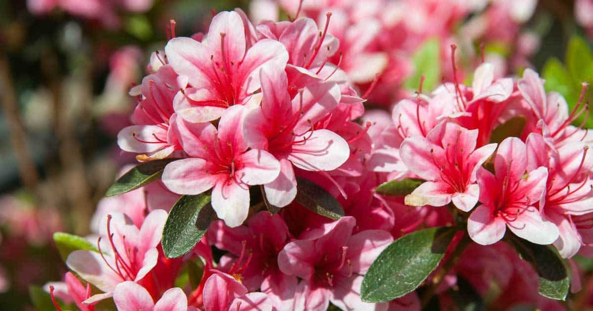 Growing The Azalea Plant: How To Care For The Azalea Flower