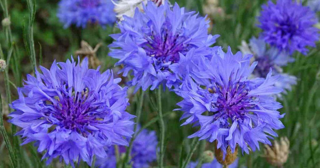 Close Up of Blue Bachelor button flowers